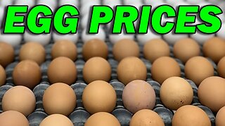 Egg Prices are Down, but Why?!