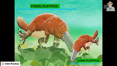 The Duck Billed Platypus!