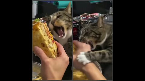 Little Kitty Trying To Eat The Sandwich. Its Kinda Funny