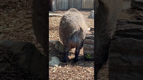 Nice Nuts, Boar 🐗 🥜 #shorts #zoo #calgary #enterthecronic #animal
