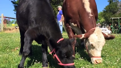 These Two Cows Share A Really Tight Bond
