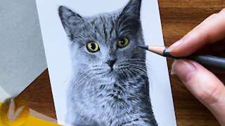 How To Draw A Cat With Colored Pencils Beginner Tutorial