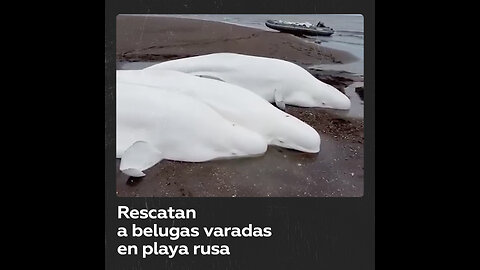 Pescadores socorren a belugas arrastradas hasta la orilla