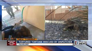Tortured tortoise adopted by dispatcher