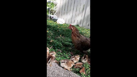 10 Baby chickens!