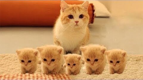 So Many Cute Kittens Videos Compilation 2024