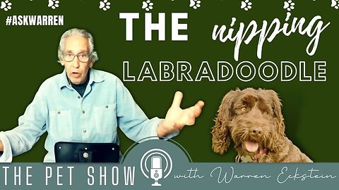 The Nipping Labradoodle