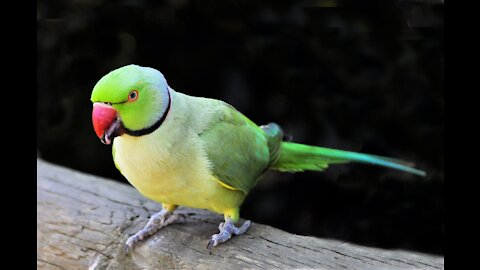 Smart and cute parrot