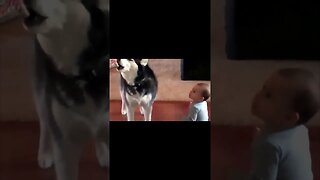 Baby`s Can Talk To Dogs....#shorts #dogs #talkingbaby #funny #like #subscribe