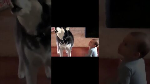 Baby`s Can Talk To Dogs....#shorts #dogs #talkingbaby #funny #like #subscribe