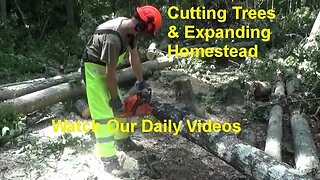 Logging Out Forest For Our Off Grid Homestead