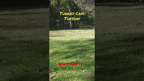 Turkey Cam Tuesday #shorts #prepperboss #turkeys