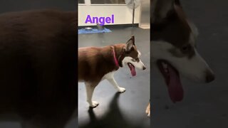 [Shorts 0168] ANGEL [#dogs #doggos #doggos #puppies #dogdaycare]