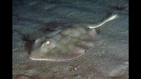 Stingray