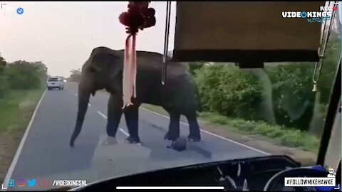 Tourists being held hostage by a rogue Elephant!