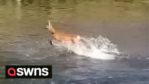 Lost deer caught on camera cooling down by bounding across UK