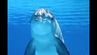 Delfinernes forbløffende verden