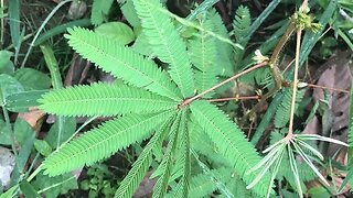 Sensitive Plant, Mimosa Pudica, 5-meo DMT