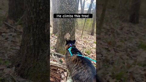 Noodle Climbs This Tree So Fast! 🥹| Best Cat Videos! #shorts#comedy#aphmau#noodle