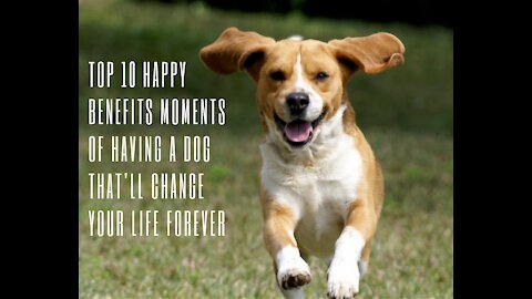 Top 10 Happy Benefits Moments Of Having A Dog That'll Change Your Life Forever