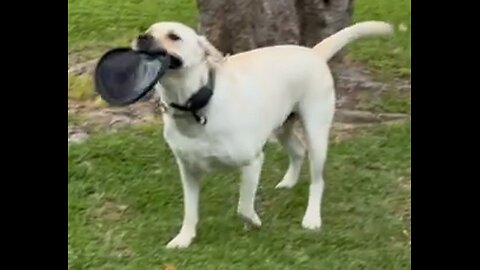 Coby vs. Frisbee