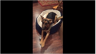 Guilty German Shepherd Pooch Cannot Hide Her Shame