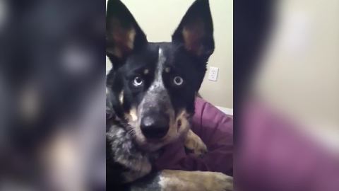 Funny Dog Perks Up When She Hears The Word "Potty"