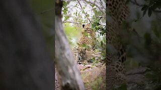 Leopard Cub growing up in the Africa Wild