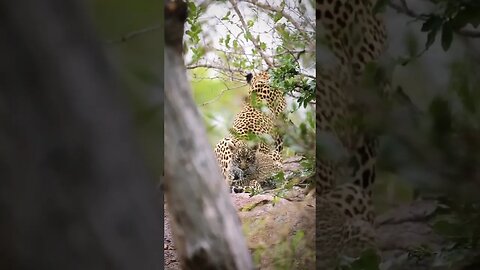 Leopard Cub growing up in the Africa Wild