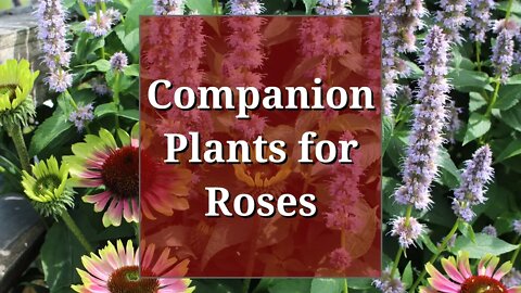 Companion Plants for Roses