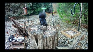 Black Squirrels and Friends Visit the Feeder