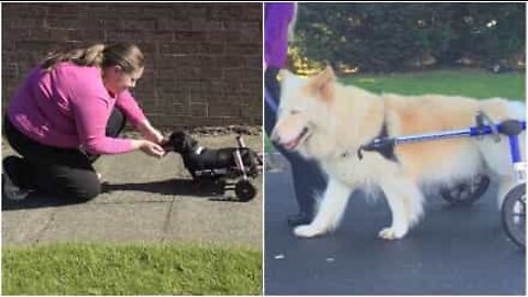 Disse handicappede hunde nyder livet!