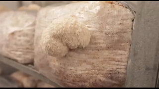 How To Grow Lions Mane Mushrooms! | GroCycle