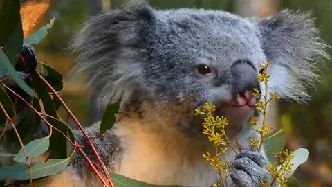 Urso Coala Comendo Planta 4K