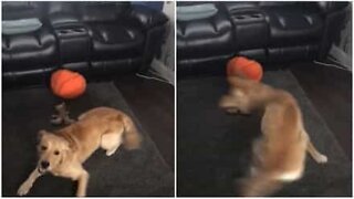 Dog imitates Hurricane Ophelia in his living room