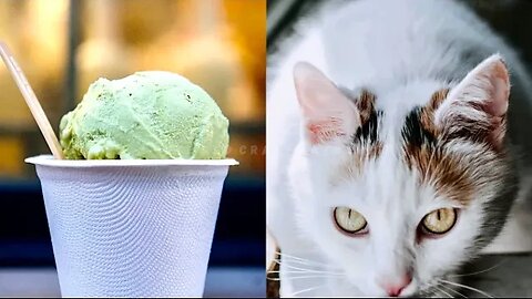 Try NOT to Laugh! 😹 Pistachio Ice Cream DESTROYS This Cat's Taste Buds 😹 (#190) #Clips