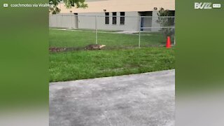 Crocodilo tenta escalar grade de escola na Flórida 1