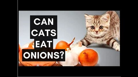 Can Cats Eat Onions? What You Need To Know