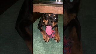 Cute Funny Rottweiler! 🐶 #shorts #short #viral #youtube #like