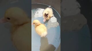 cute ducklings swimming