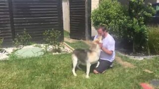 Cane rivede il padrone e non contiene l'emozione
