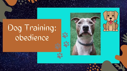 Pit Bull Dog Training