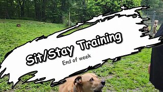 Training my dogs for future road trips, vanlife, etc. ~~ Sit/Stay