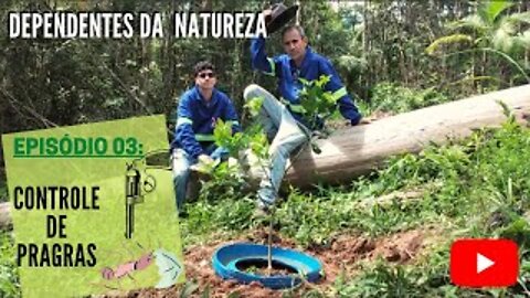 DICA ECONÔMICA PARA CONTROLE DE FORMIGAS EM FRUTÍFERAS, VIDA NA NATUREZA | episódio 03