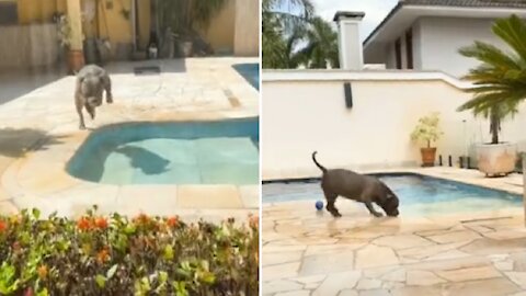 Pit Bull's Favorite Thing Ever Is Jumping Into The Pool