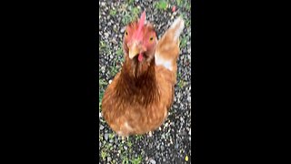 Feeding the Roosters (Part 2) Ft. Hen