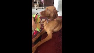 Dog can't hide guilt after destroying toy taco