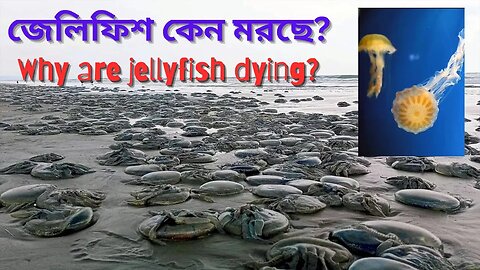 জেলিফিশ কেন মরছে? [Why are jellyfish dying?]