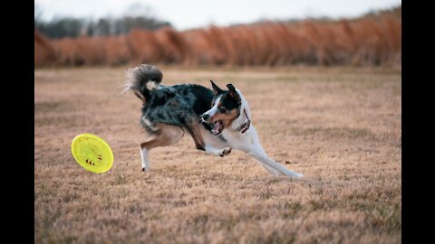 Cute Dog Training at beach