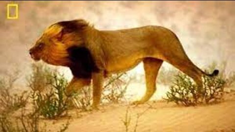 National Geographic Documentary - Lions vs Buffalo - Wildlife Animal